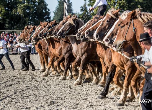 chevaux de trait en enfilade