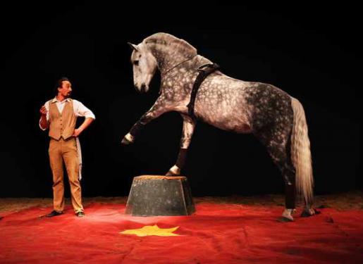 cheval sur scène lors d'un spectacle