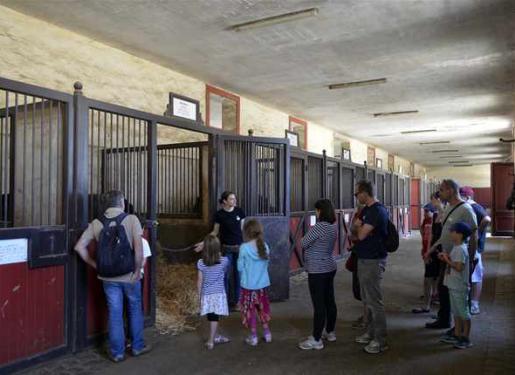 visiteurs dans les écuries du Haras d'Hennebont